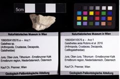 Foto (Objket + Etiketten) von Galatheites aiola (Robins et al., 2016) 